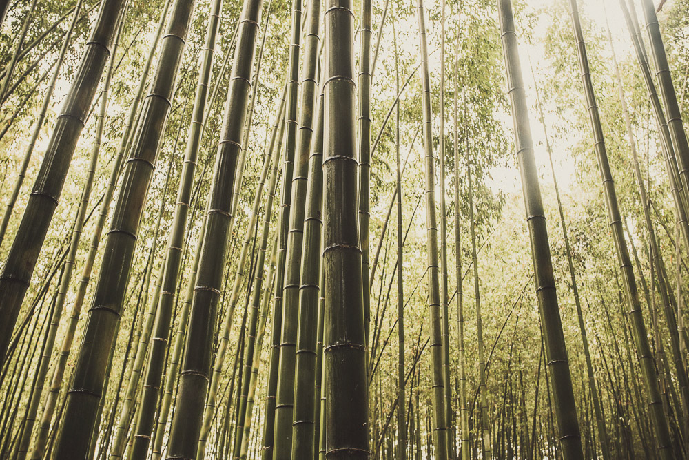 Bambou-030