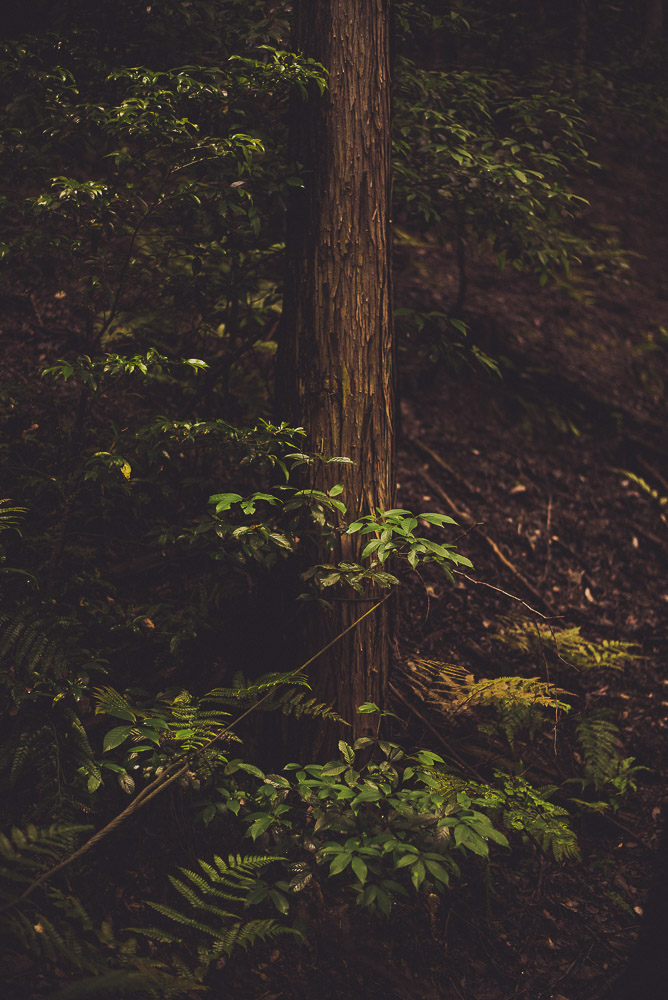 Bambou-059