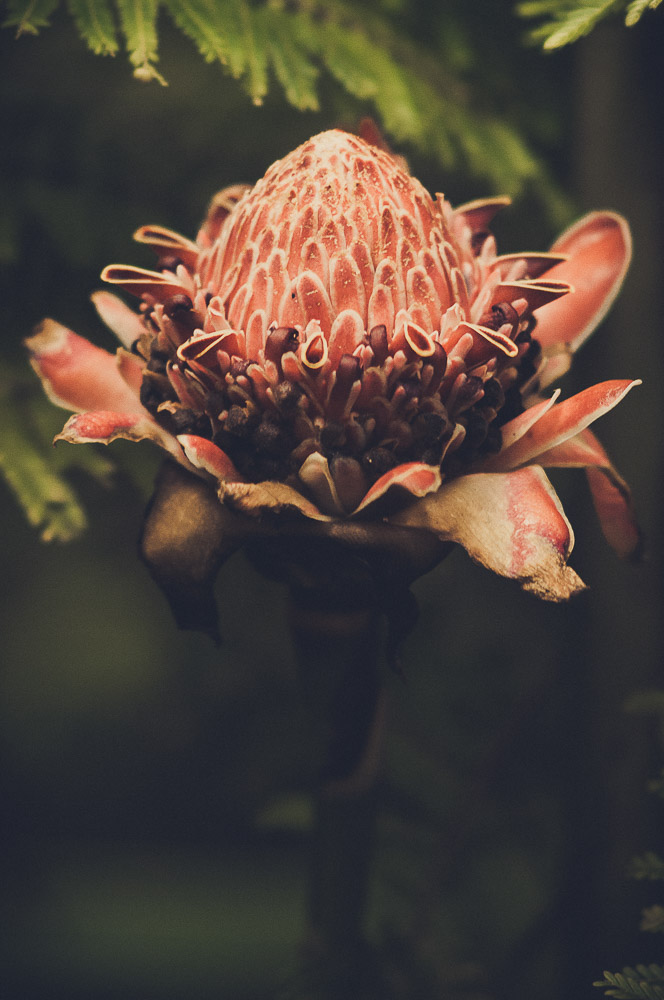 Flore-043