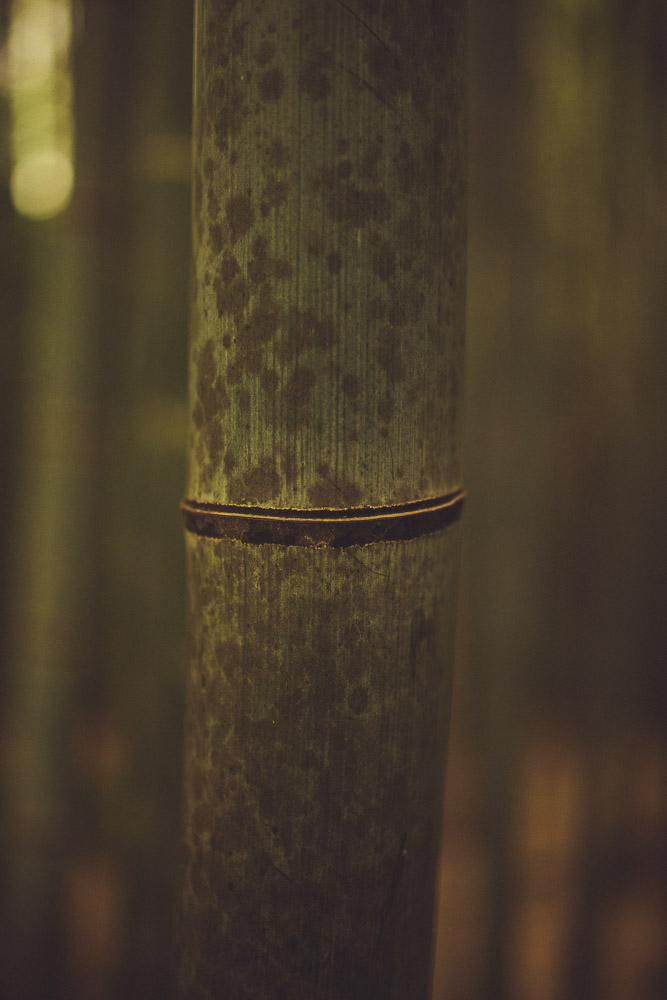 Inari-023