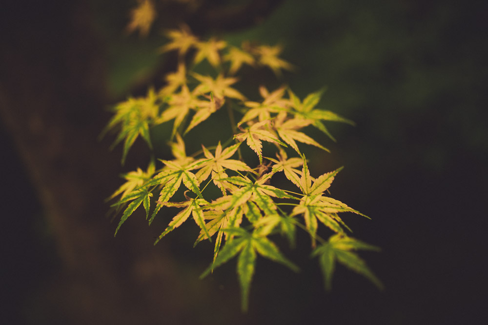 Kiyomizu-009