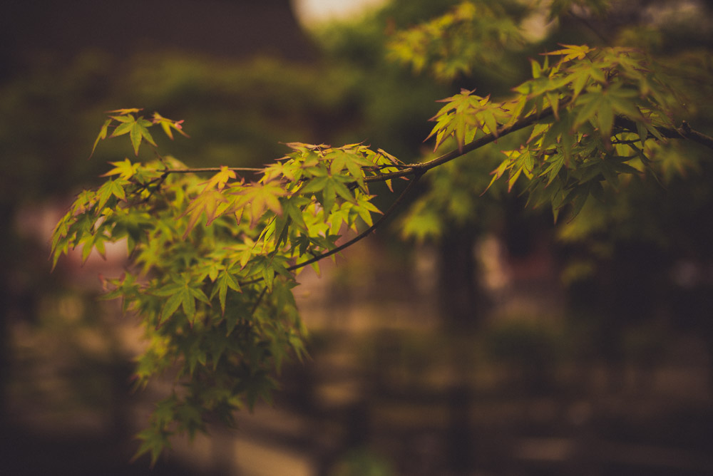 Kiyomizu-011