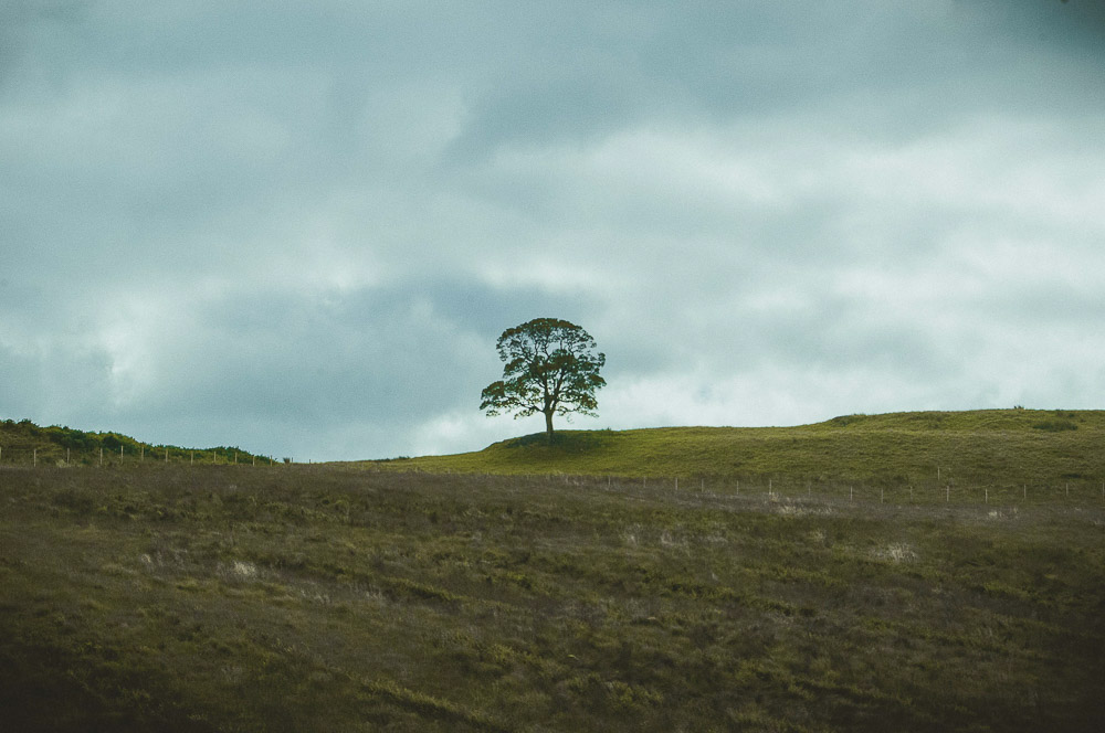 West-Highland-001