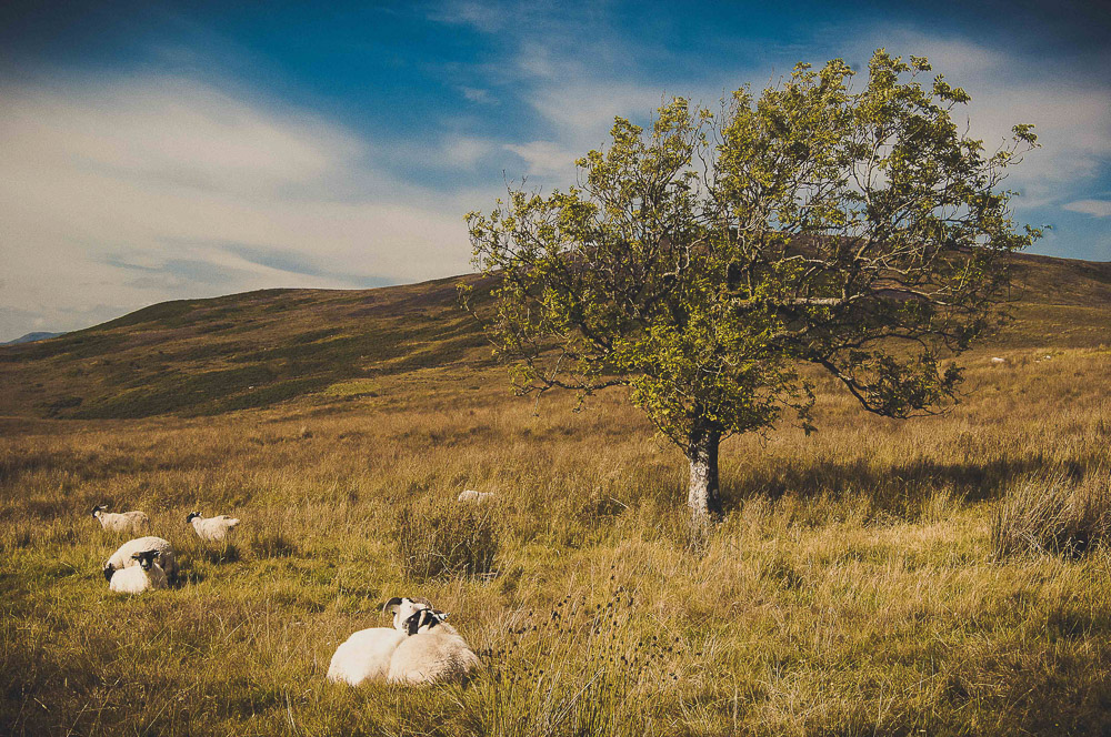 West-Highland-004