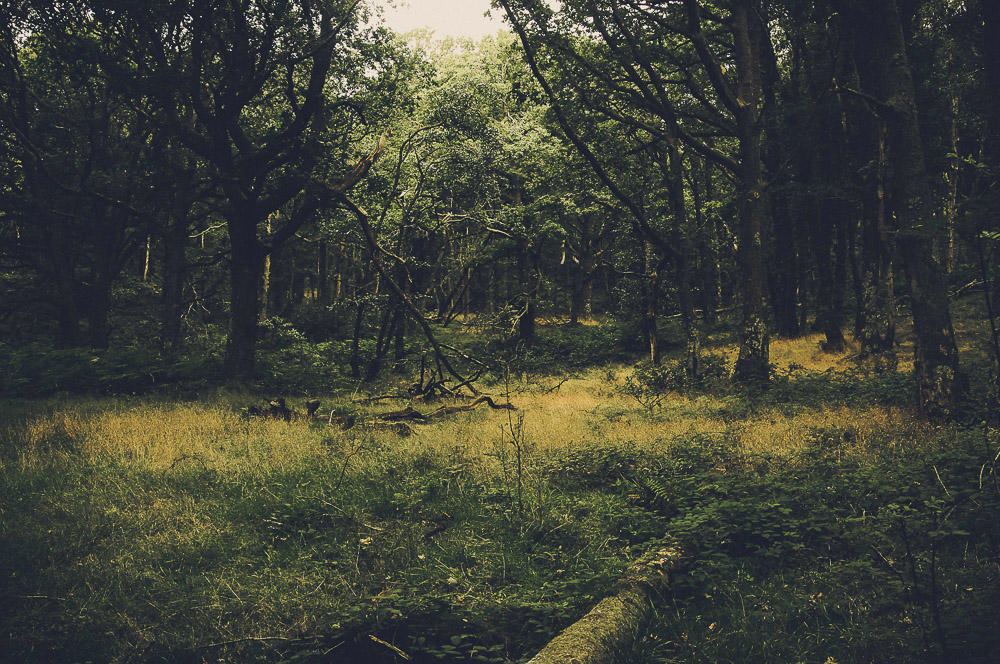 West-Highland-007