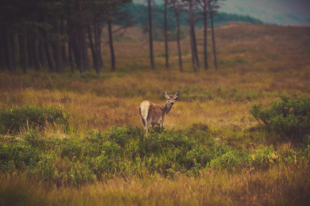 West-Highland-020