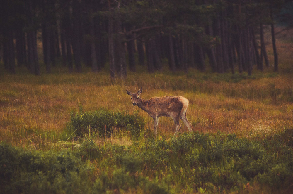 West-Highland-021