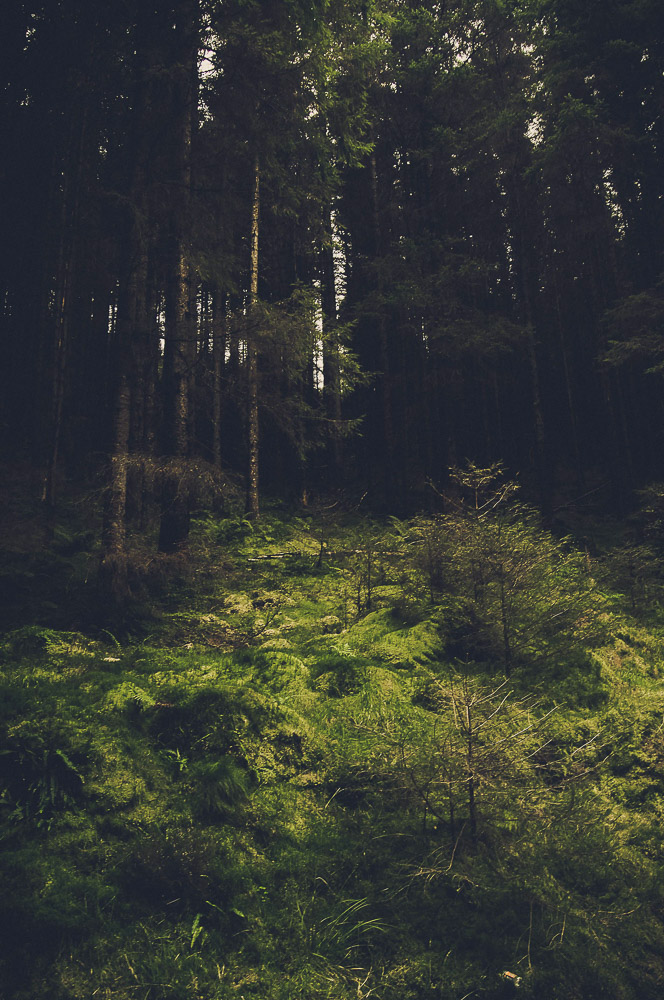 West-Highland-053