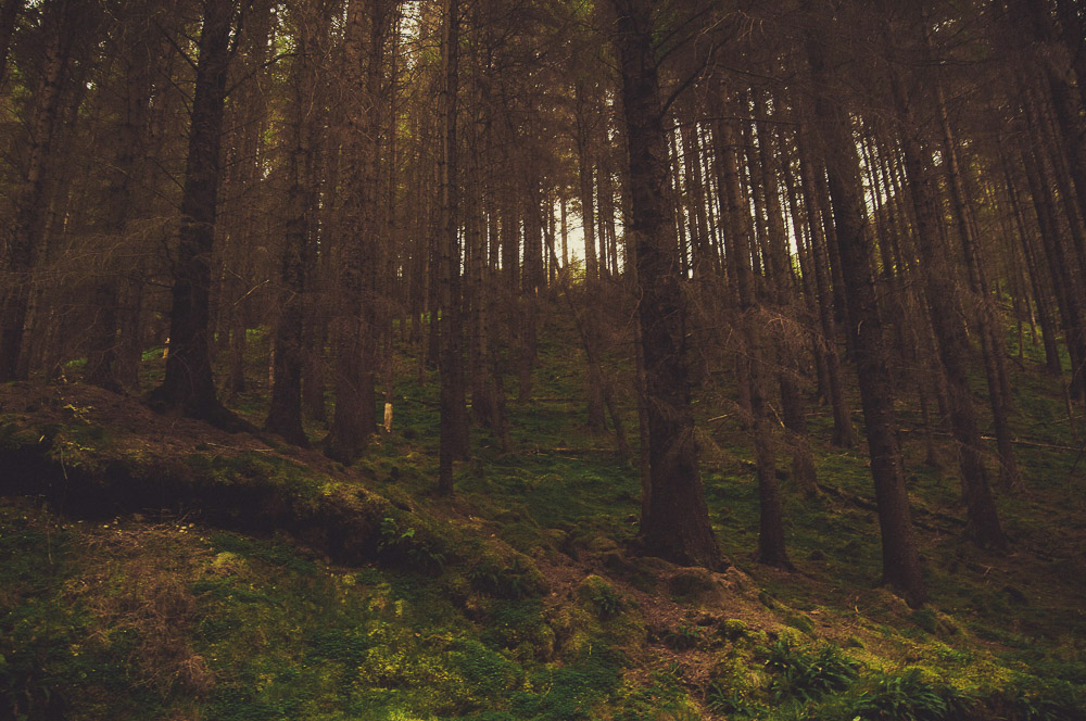 West-Highland-054